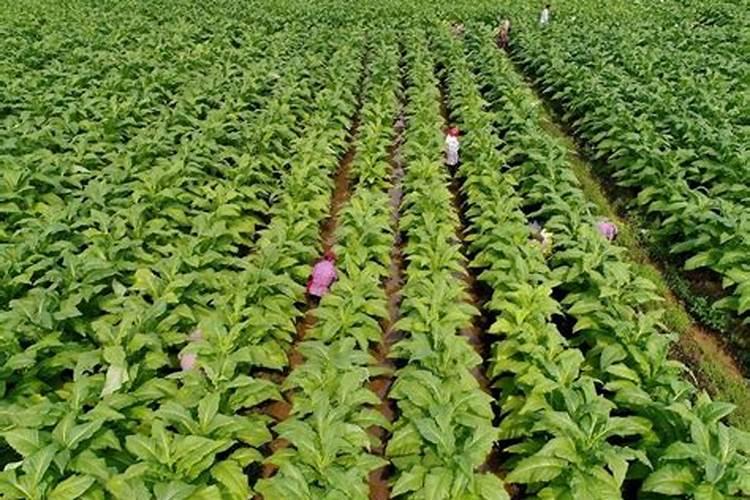 一亩烤烟用多少钾肥 什么时候施钾肥好