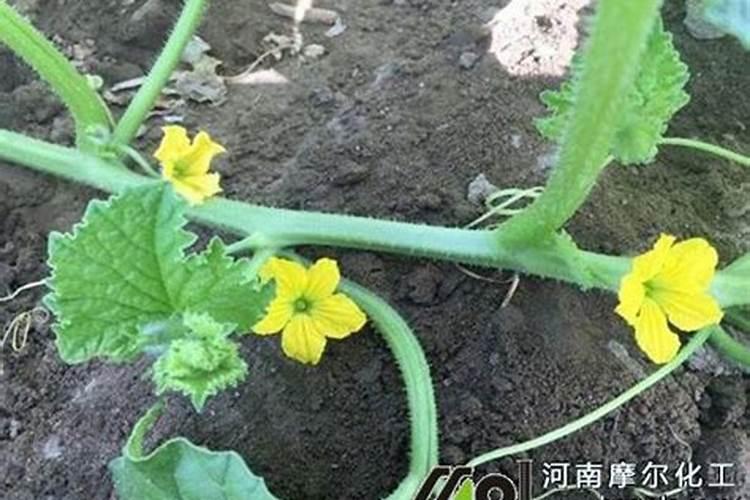 大棚哈密瓜怎样施肥
