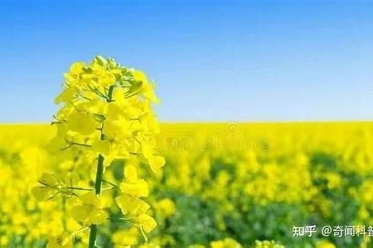 油菜用什么肥料最好高产