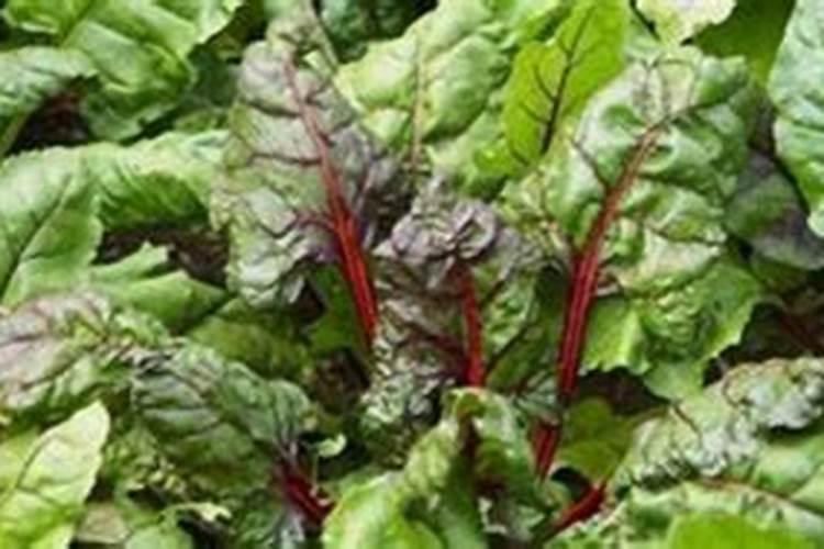 甜菜褐斑病防治方法