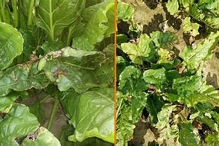 甜菜竭斑病用什么药效果好？