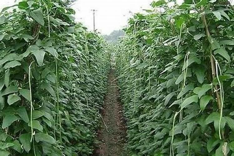 豆角落花的补救方法 豆角落花怎么办？