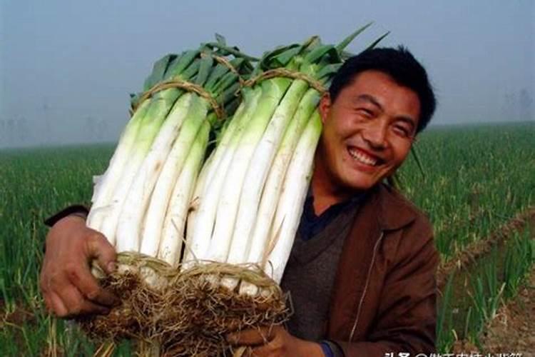 大葱种植施肥管理方法？大葱底肥用什么肥料最合适？