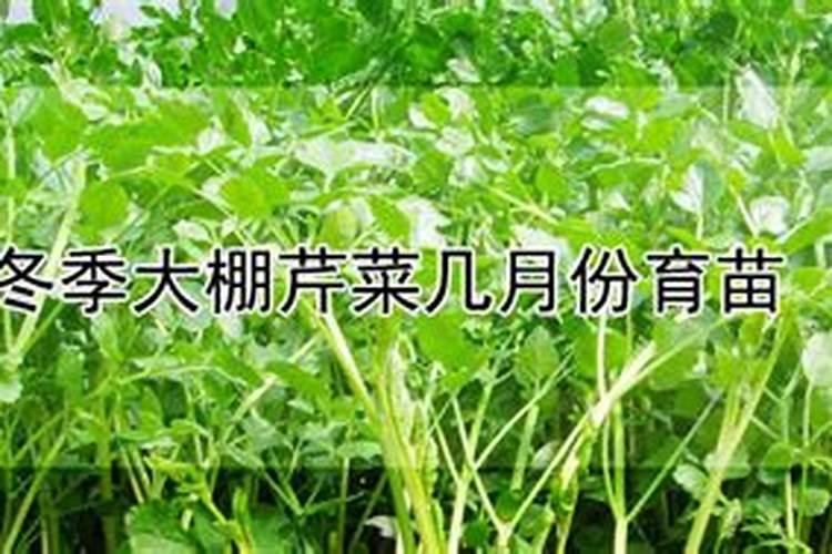 芸苔素对芹菜的使用技巧
