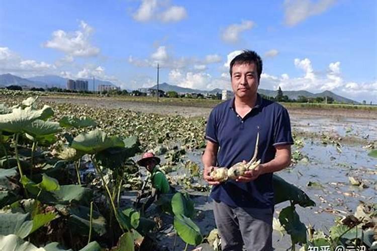 莲藕种植什么时候施入硼肥？