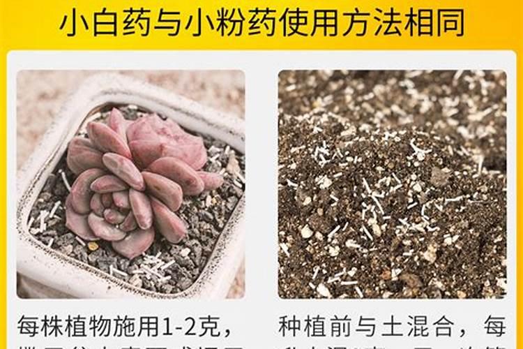 多肉营养液的主要成分？