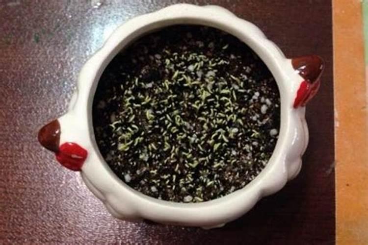 我种的火龙果发芽了怎么办
