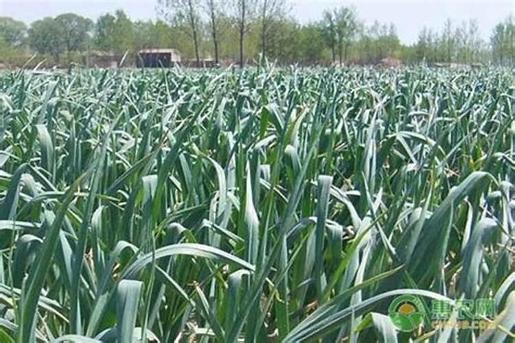 大蒜施什么肥最好