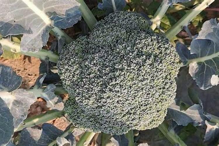 请问老师们,我今年学种西兰花需要施肥