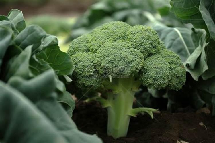 西兰花最爱3种肥料