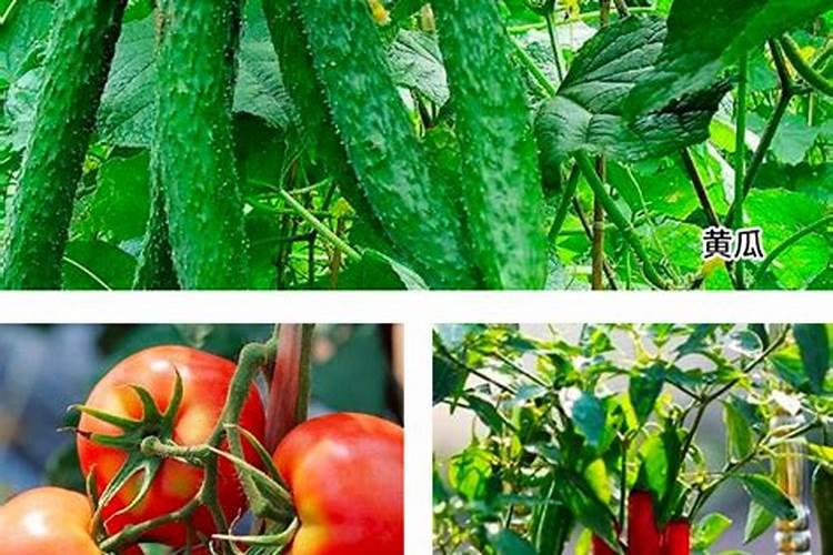 那些蔬菜可以用叶面肥