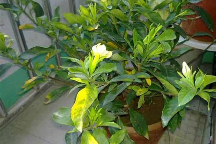 栀子花用磷酸二氢钾可以叶子治发黄干枯吗？哪位知道？