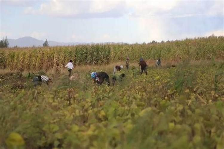 绿豆开花时能喷叶面肥