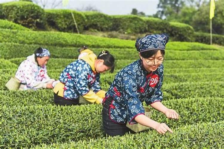 茶树怎么种植？什么季节种容易成活？