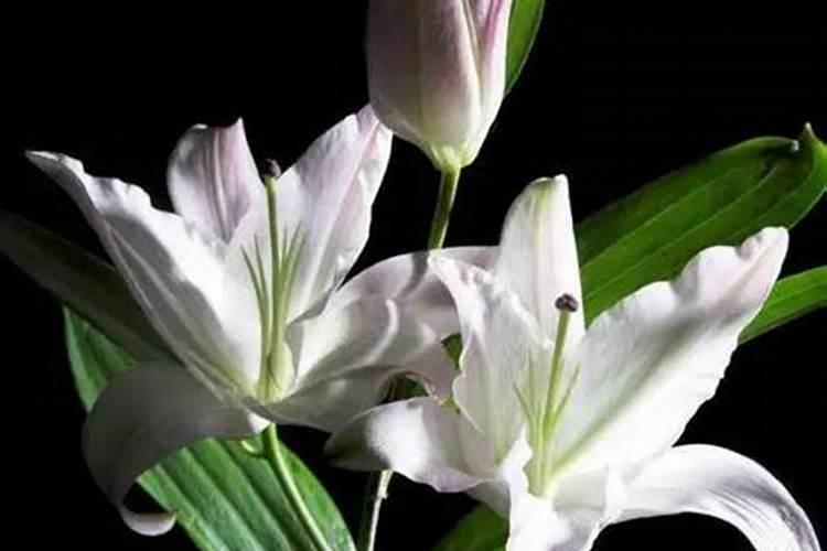 百合花长了一点萌芽给他弄了点肥料+会不会烧死？