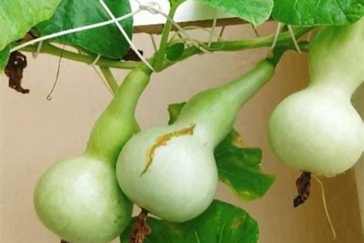 葫芦多久浇一次水 开花期应如何养护