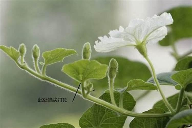 葫芦怎么施肥