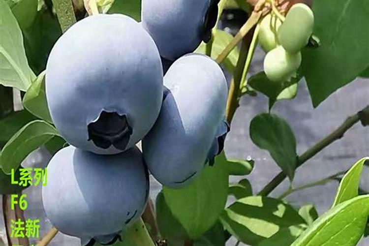 蓝莓施肥用什么肥料