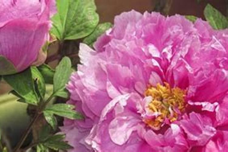 白兰花施什么肥料最好