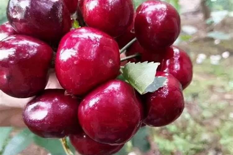 车厘子怎么种植以及怎样进行管理呢