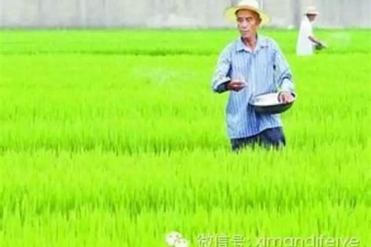 施用肥田粉是应注意什么