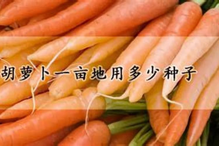 胡萝卜施肥要注意哪些细节？
