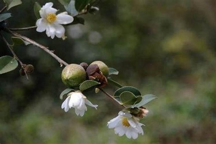油茶树保花保果药什么时候打？