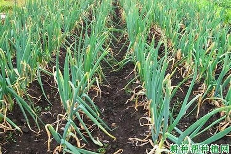 种大葱需要什么肥料
