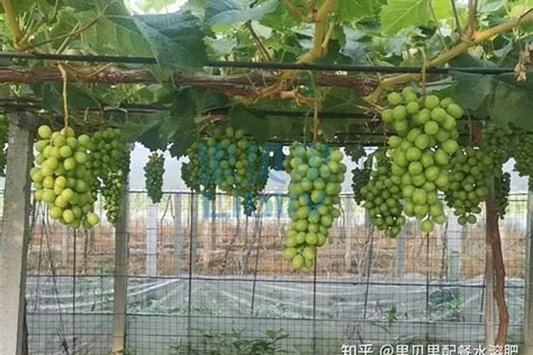 高钾水溶肥什么时候用