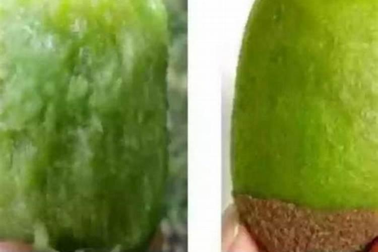 为什么枇杷树越长越大,枇杷越结越小？