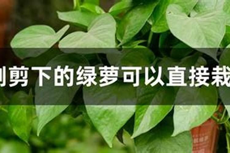 氮肥可以兑水浇花吗