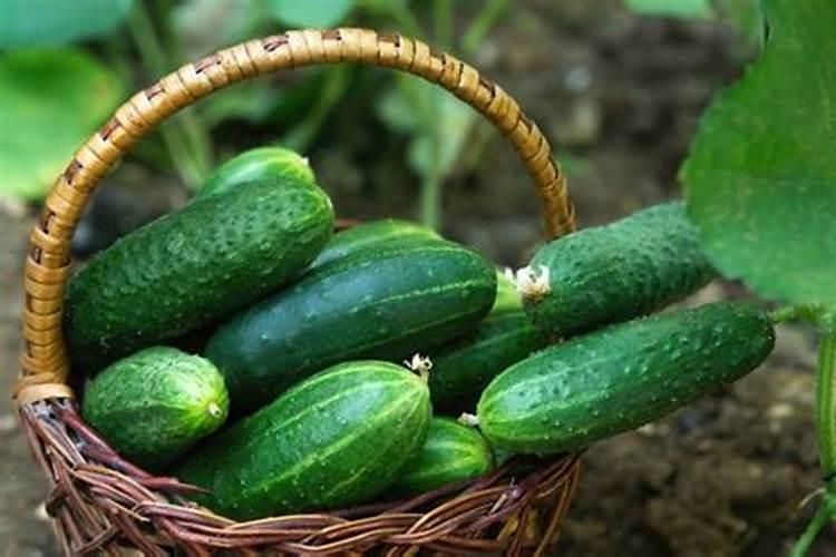 豆角开花期打什么叶面肥 豆角花期可以喷施叶面肥吗
