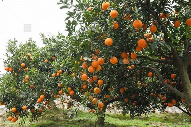 早熟蜜桔、脐橙、葡萄什么时间施肥,怎么施肥
