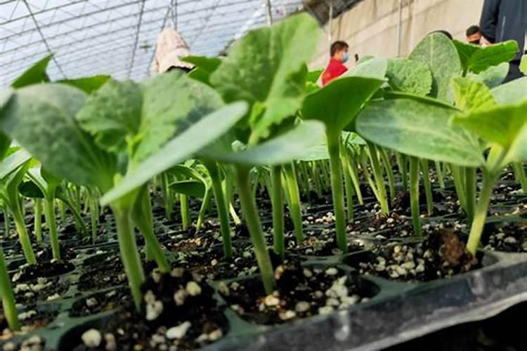 中微量元素肥料正确使用方法