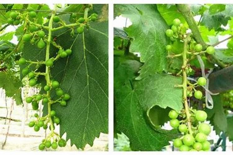 葡萄养华后可以施肥浇水吗