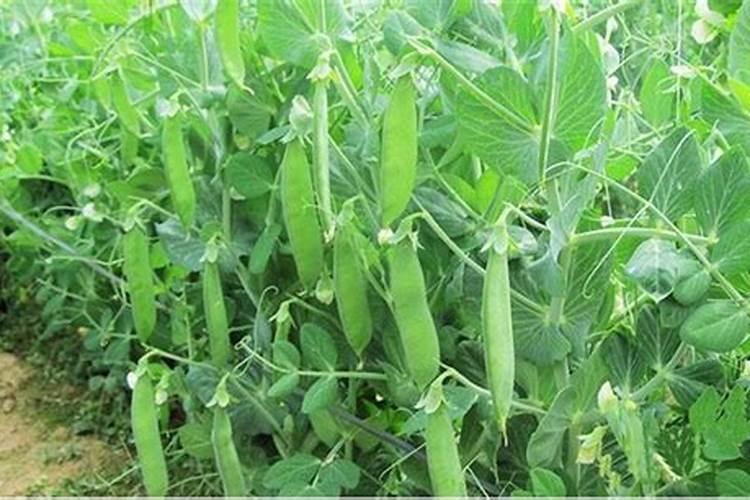 种荷兰豆开花了加什么肥料可以加尿素吗