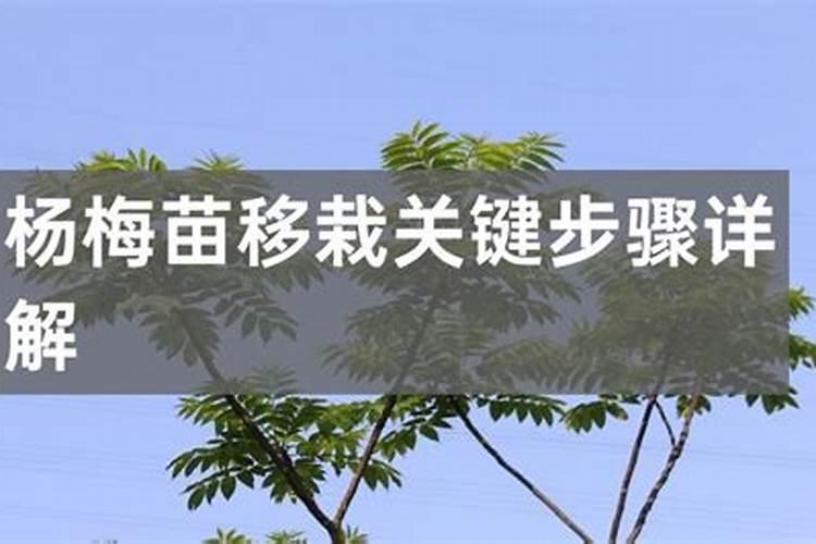 栽杨梅苗要施底肥吗