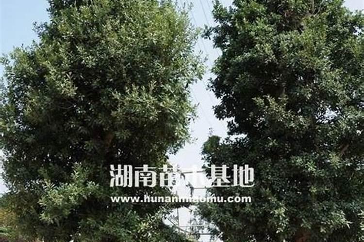 杨梅苗移栽的时候,第一年要如何施肥呢？