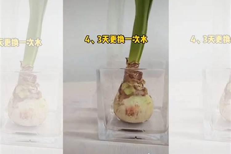 朱顶红为什么只长叶子不开花
