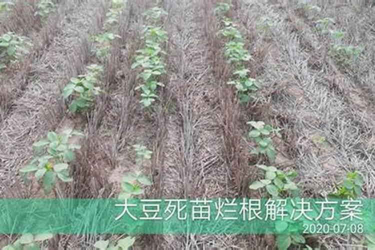 在大豆上芸苔素什么时候用最合适呢