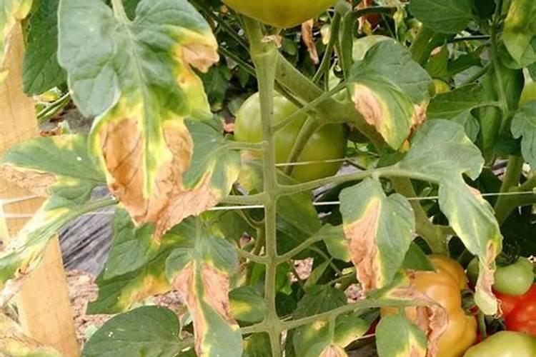 我种了点西红柿,为啥叶子打卷还发黄了,用植物生长调节剂可以改善吗？