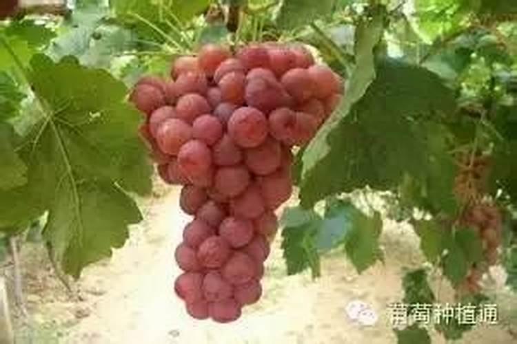 葡萄种植不同时期如何追肥