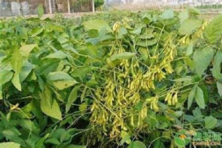 大豆后期如何管理才能高产