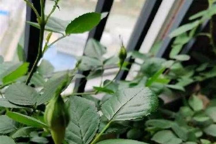 月季移栽多久施肥 月季移植后应当何时施肥？