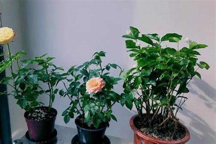 月季换盆后多久施肥 月季换盆后何时施肥？