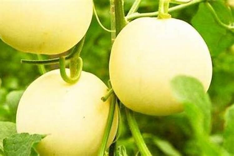 苹果树花叶病怎么根治？
