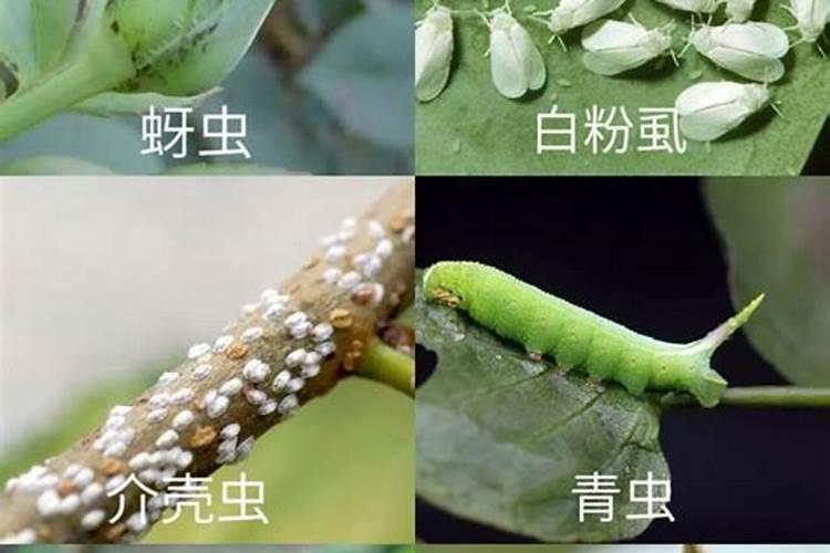 豌豆苗在六天能长多高？