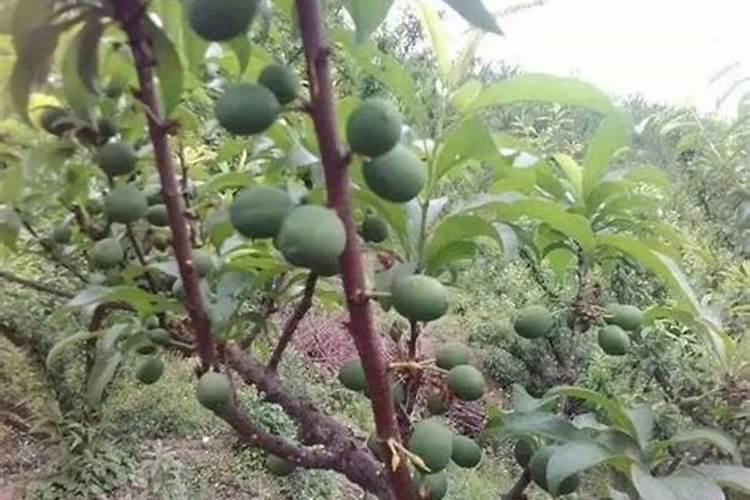 李子树什么时候施肥,施什么肥好