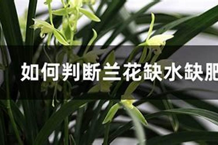 水质硬的地区,如何养育兰花？