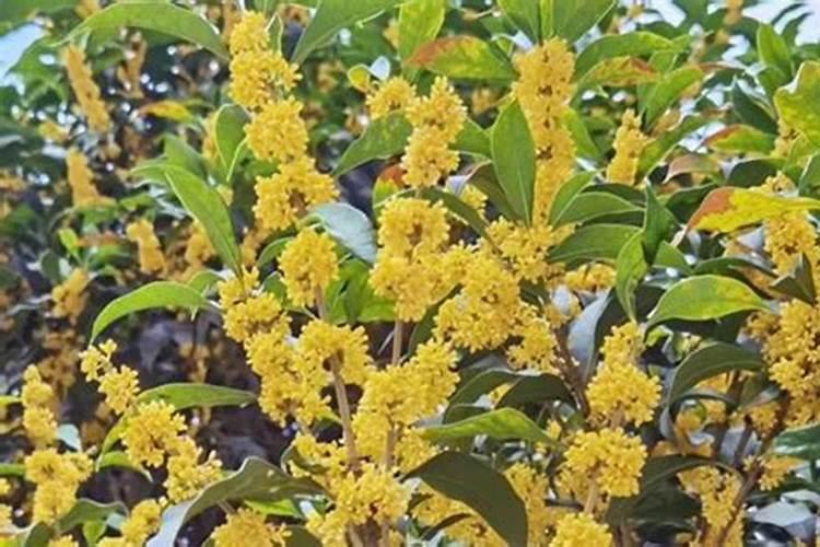 桂花为什么会开花？